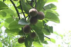 Artocarpus hypargyreus